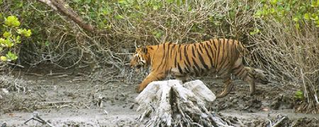 The large male tiger walking along the river bank  Joydip Suchandra Kundu/Sanctuary